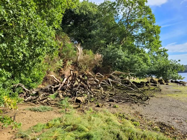 Bois flotté brut, avant transformation, pièce 3